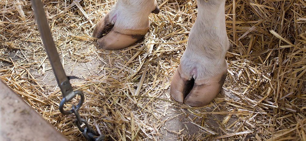 Cows hoof