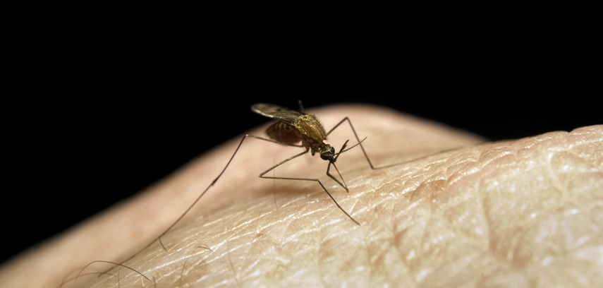 Mosquito